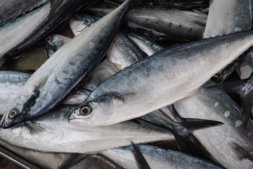 Closeup of fresh fish seafood in local market, Thailand