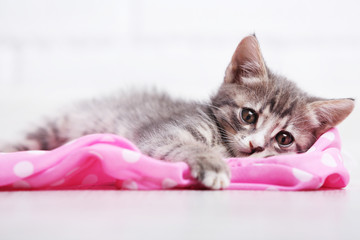 Cute gray kitten on floor at home