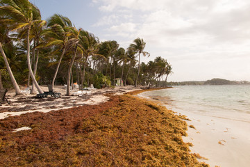Sargasso seaweed in the Caribbean beach, cleaning.