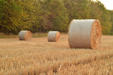 Field after harvest with straw bales at sunset