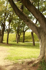 木のある公園