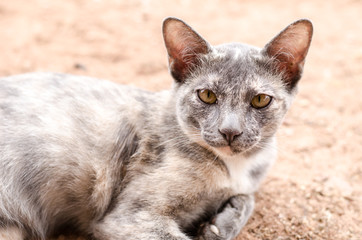 Obraz premium Zamknij się kota na ziemi