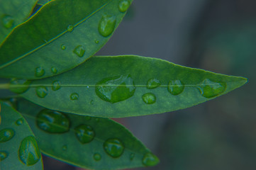 Leaves with raindrops