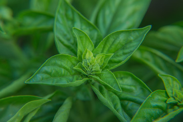 Fototapeta premium Basil