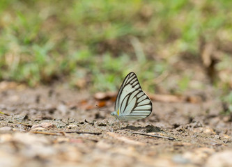Small butterfly sucking water from the ground .