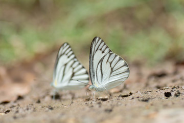 Small butterfly sucking water from the ground .