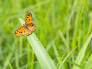 Small butterfly sucking water from the ground .