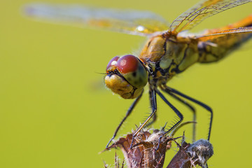 Желтая Стрекоза (Sympetrum flaveolum)