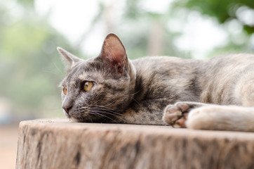 Cute cat relaxing on wooden with bokeh background