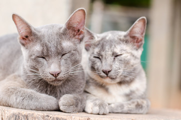 Fototapeta na wymiar Couple cat sleep together