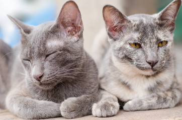Couple cat relax together
