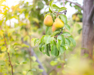 Pear tree in sun beams 