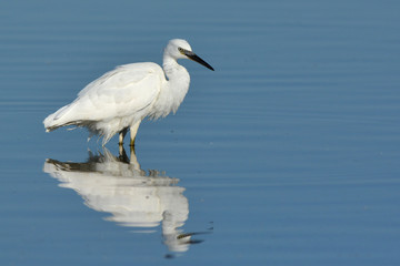 aigrette garzette