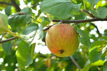 Apple with leaves on the tree