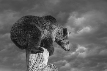 Bear ready to explain concept of Bear market. Metaphor of business or life emotions. - obrazy, fototapety, plakaty