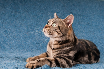 American shorthaired cat