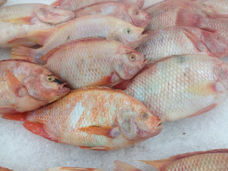 fresh fish at the market