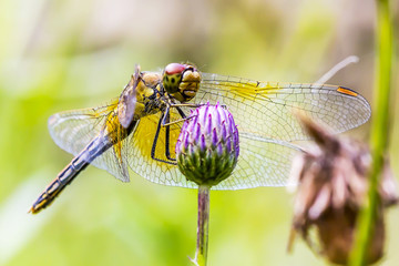 Желтая Стрекоза (Sympetrum flaveolum)