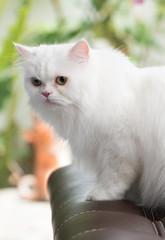 White Persian Cat set on sofa.