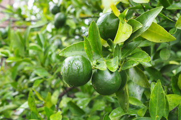 Fresh green limes on tree in the garden