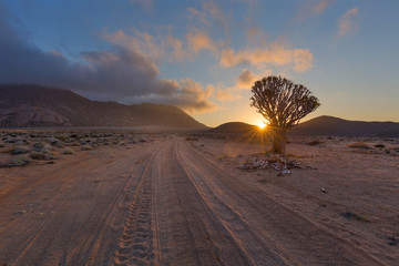 Quiver Tree at sunrise