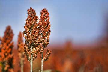 Sweet Sorghum stalk and seeds - biofuel and food. Horizontal Image with copy space to the right of the stalks. - obrazy, fototapety, plakaty