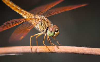 dragonfly