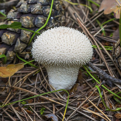 Съедобный гриб Дождевик шиповатый или дождевик жемчужный (лат. Lycoperdon perlatum) — гриб из рода Дождевик семейства Шампиньоновые