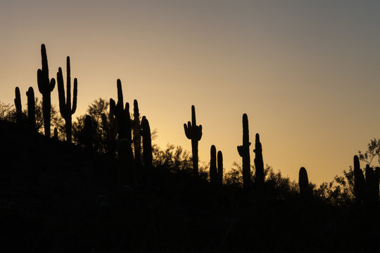 Saguaro Cactus Sunset 2015-08-29