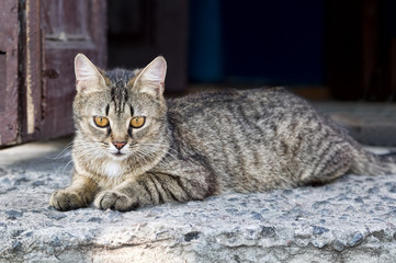 Obraz na płótnie Canvas Close-up of a street cat sitting on a threshold