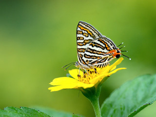 Obraz premium Butterfly (Small Long-banded Silverline) , Thailand