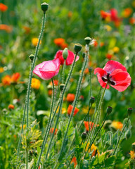 Naklejka premium poppies flower