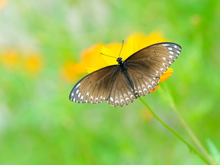 Obraz premium Butterfly (Common Mime) , Thailand