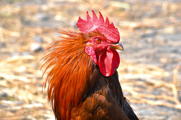 Rooster on free range poultry farm