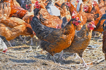 Chickens on traditional free range poultry farm