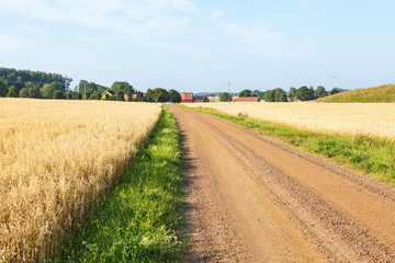Fototapeta na wymiar Gravel road among fields of corn in rural areas