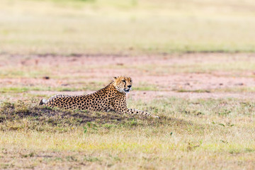 Cheetah lying on the savannah
