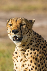 Cheetah potrait in Masai Mara