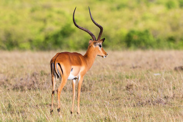 Naklejka na ściany i meble Impala antelope with big horns
