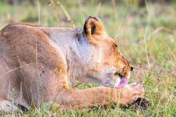 Lion licking her paw