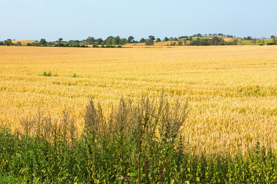 View of ripe cornfield in the country