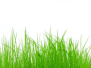 Fresh spring green grass isolated on white background