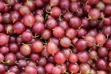 groseilles à maquereau