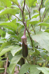 Aubergine