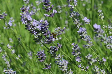 Lavande