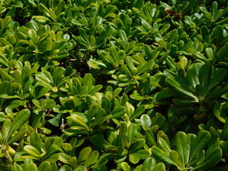 piante