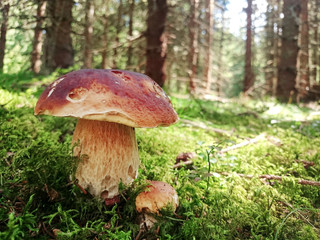 Prächtiger Steinpilz im Fichtenwald