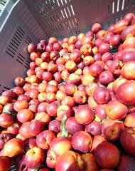 box of ripe nectarines for sale at vegetable market in summer