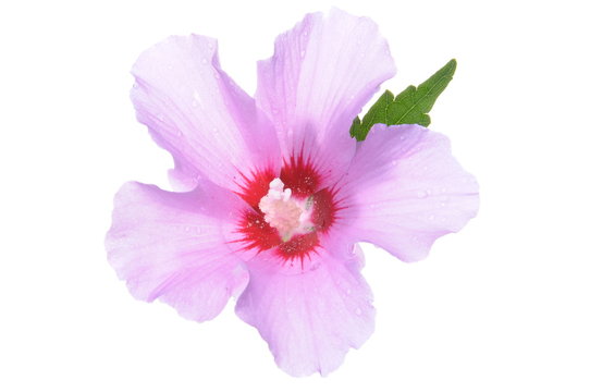 Violet hibiscus flower with green leaves isolated on white background