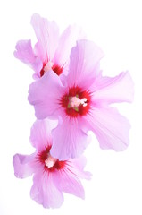 Hibiscus flower heads isolated on white background